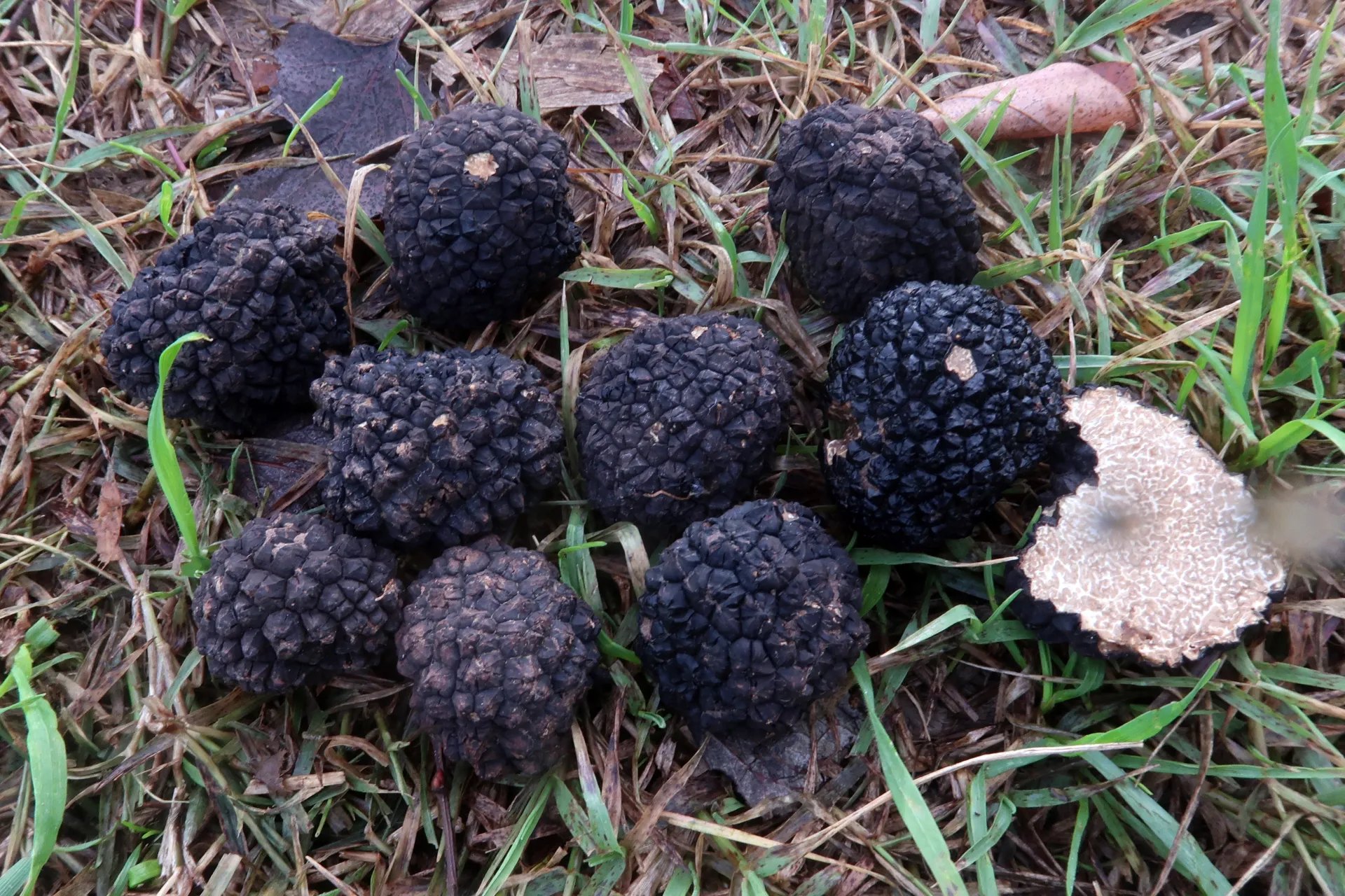 Tuber aestivum - 1 - IMG_5883